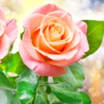 rose live wallpaper android application logo